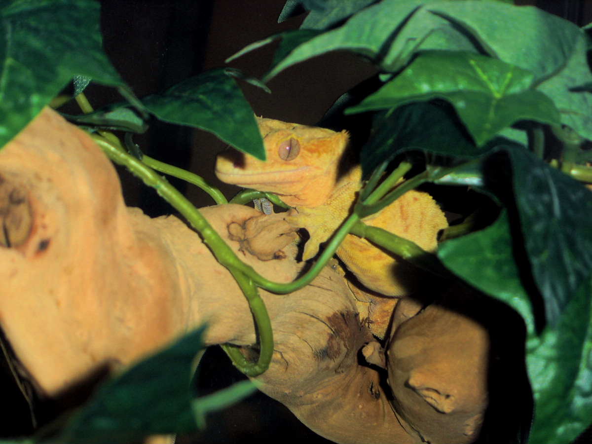 Tiger hidding