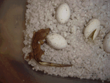 first hatchling