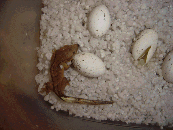 first hatchling