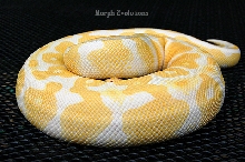 Albino Ball Python