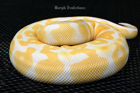 Albino Ball Python