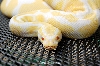 Albino Ball Python