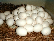 60   eggs