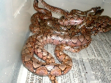 hatchlings