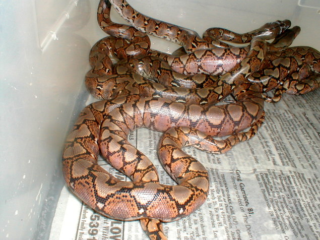 hatchlings