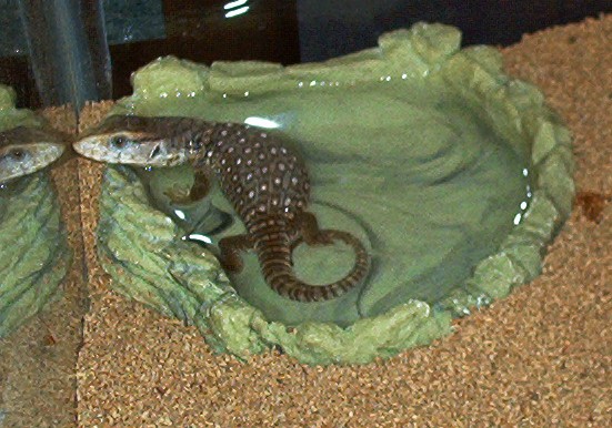 monitor spa