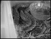Female anery Brooksi  Blk/wht pic !
