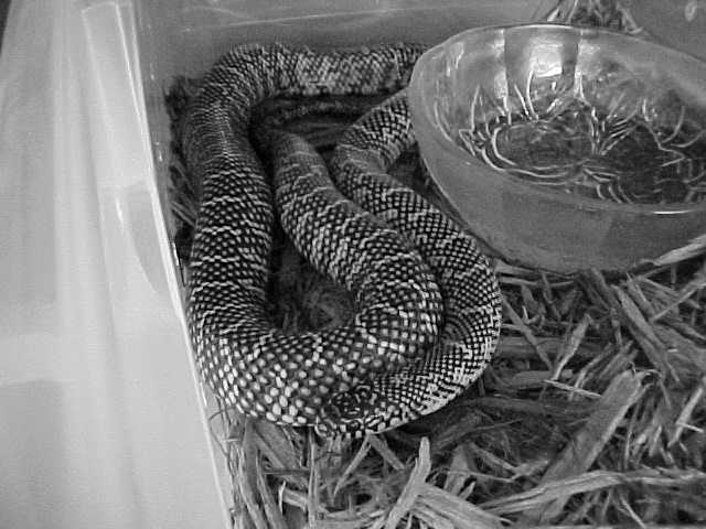 Female anery Brooksi  Blk/wht pic !