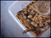 Blotch male tangerine goini