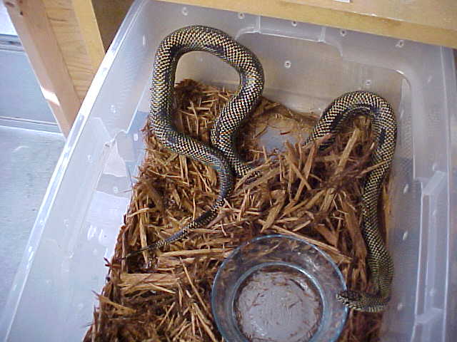 Patternless female goini