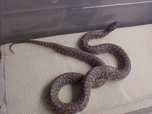 male ghost brooksi