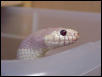 Male Blue Eye Blond