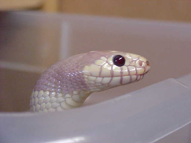 Male Blue Eye Blond