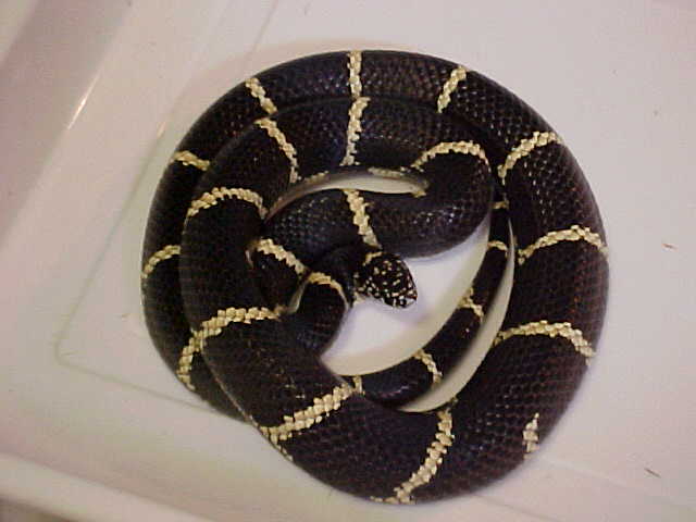 Eastern  King