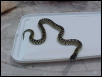 Male 2001 Desert King " Splendida"