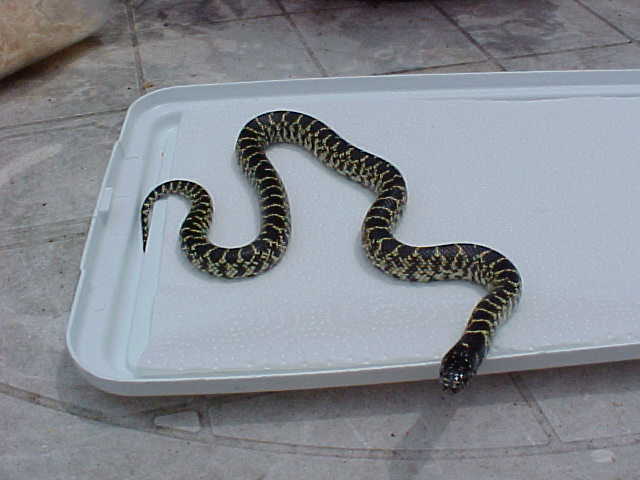 Male 2001 Desert King " Splendida"