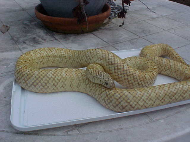 male Hypo Brooksi