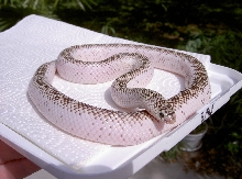 White Sided Brooksi