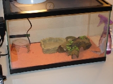 Joan's Tank