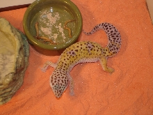 Joan