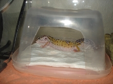 Joan in her bed