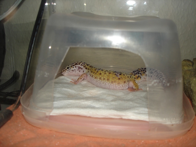 Joan in her bed