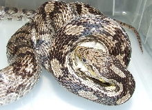Anerythristic Cornsnake - Female