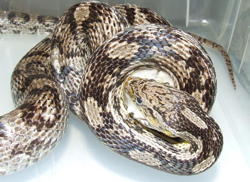 Anerythristic Cornsnake - Female
