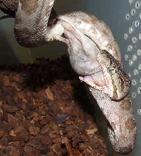 Amazon Tree Boa - Male