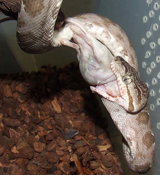 Amazon Tree Boa - Male