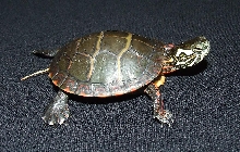 Eastern Painted Turtle
