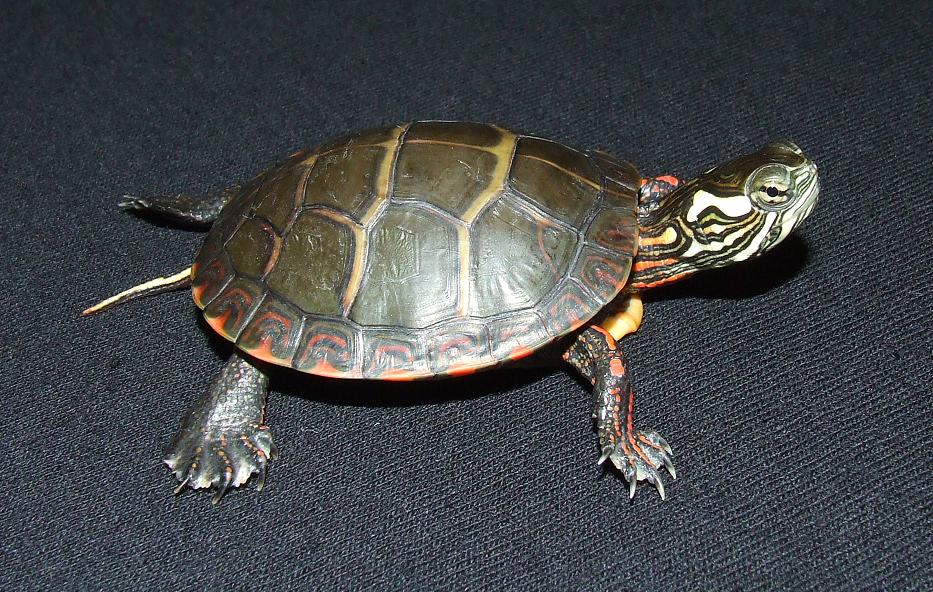 Eastern Painted Turtle