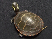Eastern Painted Turtle