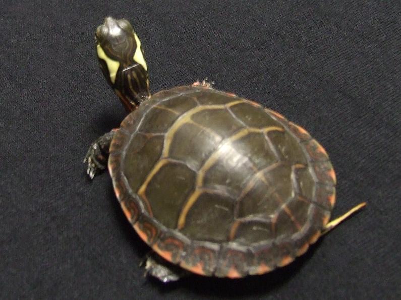 Eastern Painted Turtle