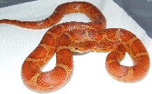 Possible Hypo Cornsnake