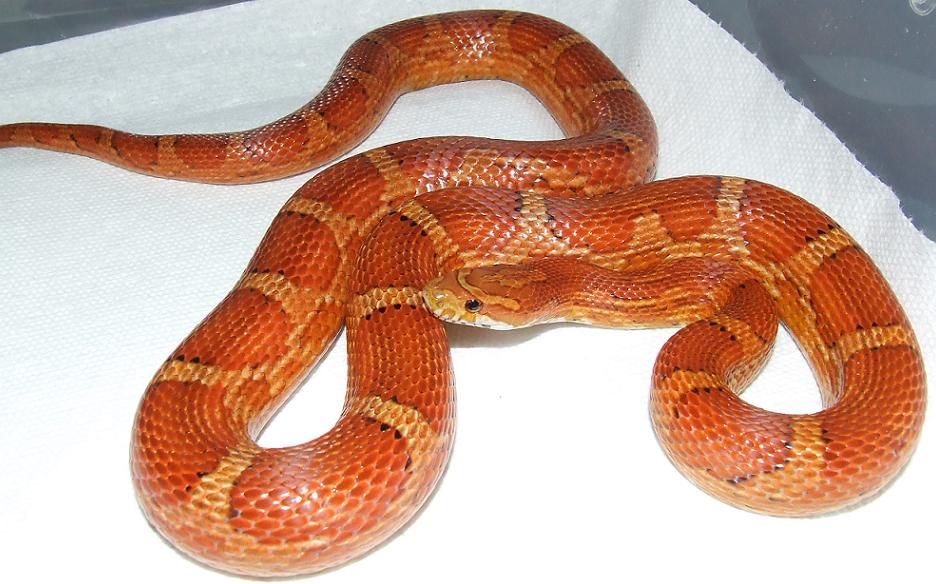 Possible Hypo Cornsnake
