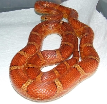 Possible Hypo Cornsnake