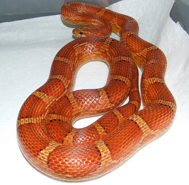 Possible Hypo Cornsnake
