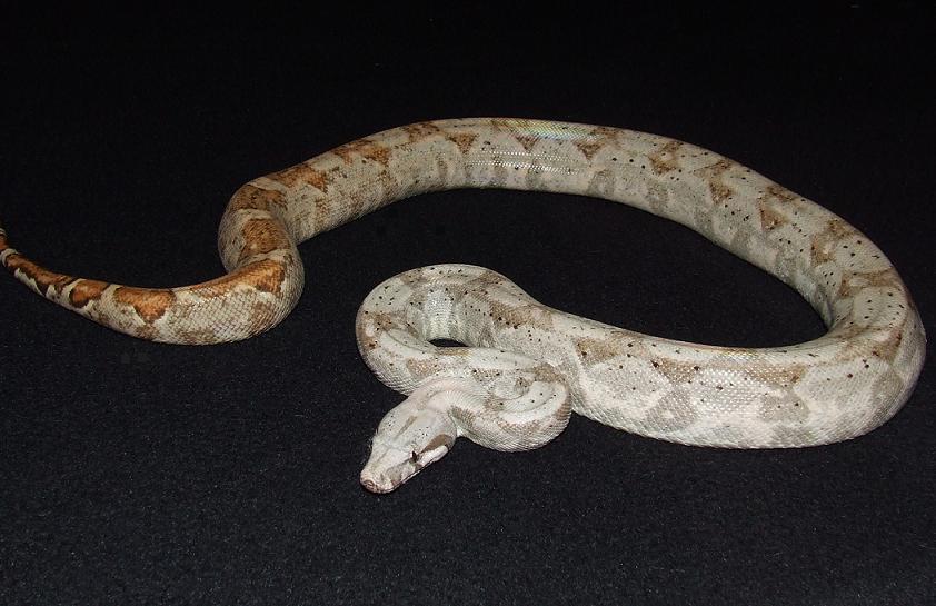 Hogg Island - Female