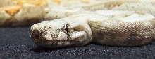 Hogg Island - Female