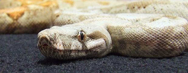 Hogg Island - Female