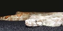 Hogg Island - Female