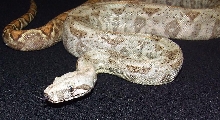 Hogg Island - Male