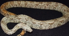Hogg Island - Male
