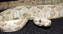 Hogg Island - Male