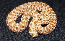 Red-Western Hognose Male
