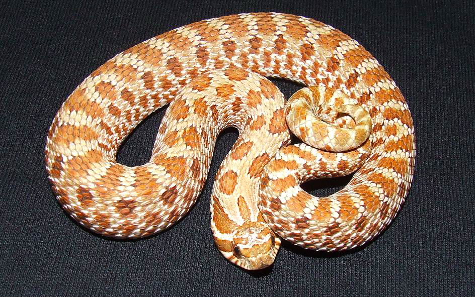 Red-Western Hognose Male