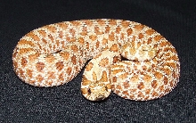Red-Western Hognose Male