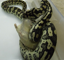 Jungle Carpet Python Female