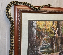 Jungle Carpet Python Female